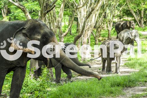 Asian Elephant In Forest